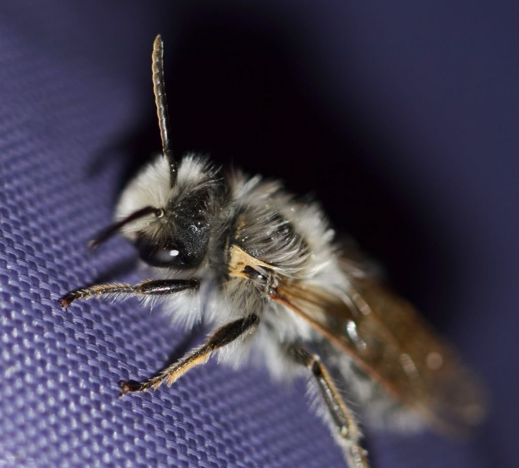 Andrena sp., maschio